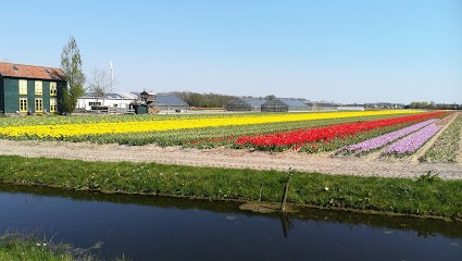 P.F. Overdevest Bloemenexport B.V., Bloemist in Noordwijkerhout
