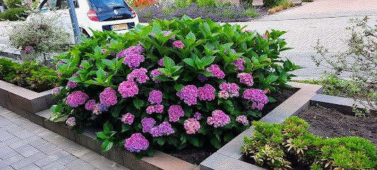 Kwekerij Van Der Zwet B.V., Bloemist in Zuidbroek