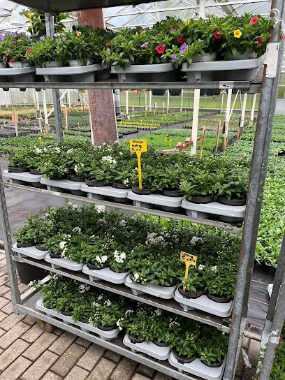 Kwekerij De Lifra, Bloemist in Veulen