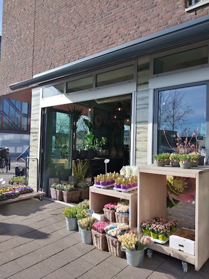 Bloemen speciaalzaak Prima Flora V.O.F., Bloemist in Middelburg
