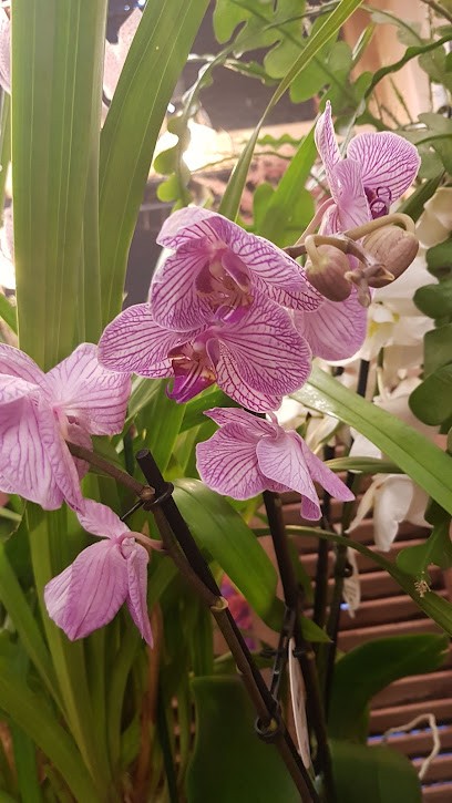 Bloempje Sluis, Bloemist in Zierikzee