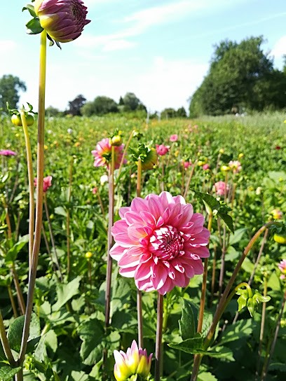 Natuurlijk Bloemen, Bloemist in Woerden