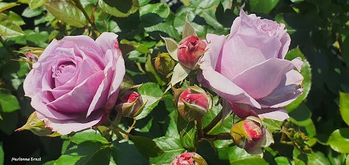 Verschuren Rozen- en Exportkwekerij, Bloemist in Katwijk