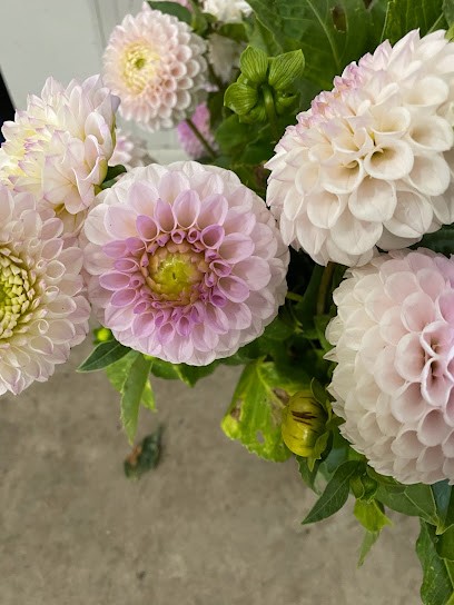 Fa. Klepper, Bloemist in Ouddorp