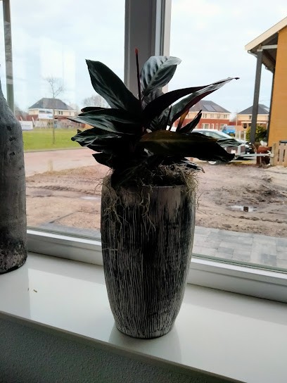 De Lelie Bloemen Westerhaar, Bloemist in Westerhaar-Vriezenveensewijk