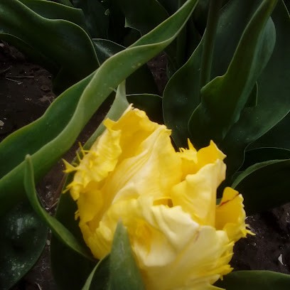 Verheijen Handelsonderneming Bloemen En Planten, Bloemist in Wieringerwerf