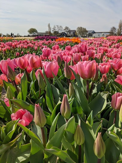 De Jong Sierteelt, Bloemist in Noordwijkerhout
