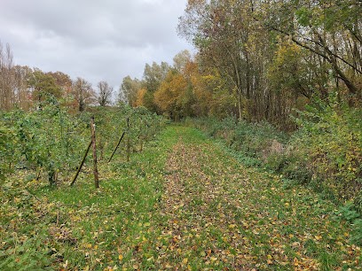 Kwekerij Kool, Bloemist in Wilp
