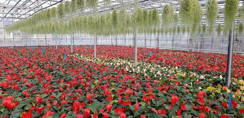 Pietersen Anthuriums Beheer B.V., Bloemist in Noorden