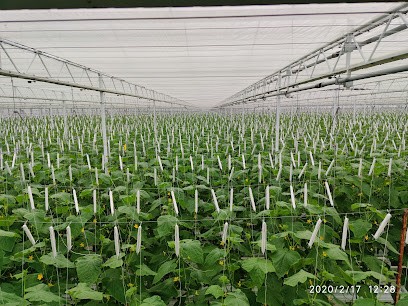 Kwekerij Kaljouw B.V., Bloemist in Sint-Annaland
