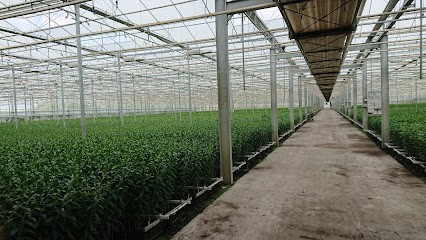 Firma J. Entius en Zonen, Bloemist in Heerhugowaard