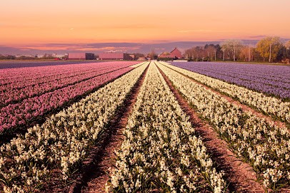 FlowerBoost, Bloemist in Noordwijkerhout