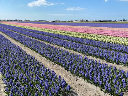 COJ Kwekerij & Export, Bloemist in Lisse