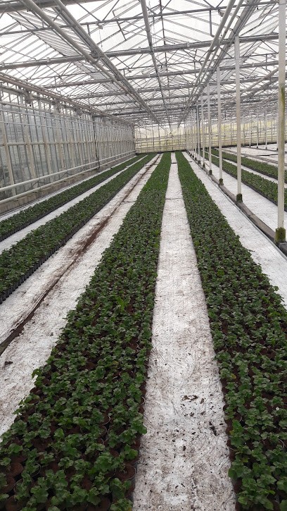 Pot- perkplanten Kwekerij A. Scheffers, Bloemist in Poeldijk