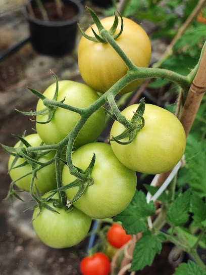 Timo Flower Promotions, Bloemist in Ter Aar