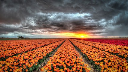 Wessels en Zn Bloembollenkwekerij W, Bloemist in Julianadorp