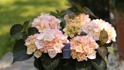 Certi, Bloemist in Wijk en Aalburg
