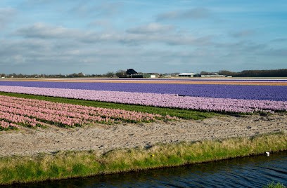 M.C. Zonneveld B.V., Bloemist in Julianadorp