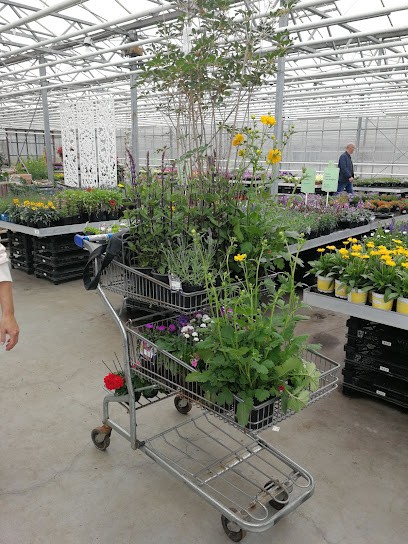 J.M. van Steijn en ZN, Bloemist in Voorhout
