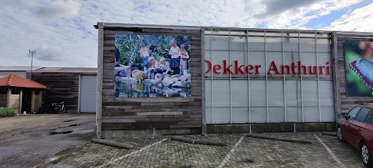 Dekker Anthuriums, Bloemist in Waarland
