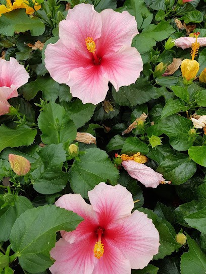 Peeters Potplanten B.V., Bloemist in Breda