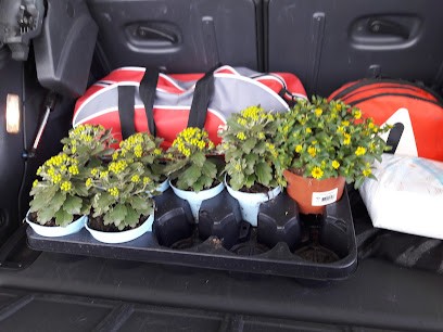 MONICA bloem en tuin, Bloemist in Oudenbosch
