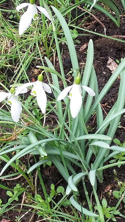 Handelskwekerij L. van Heesch, Bloemist in Sint-Oedenrode