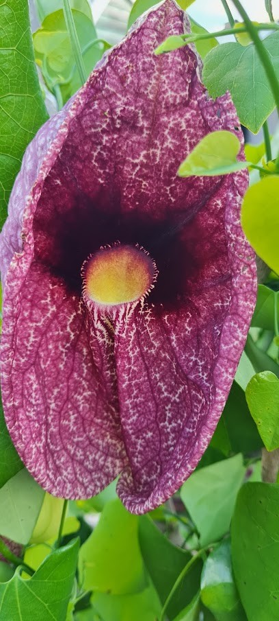 V.O.F. Kettelerij Bloembinderij, Bloemist in Vorden