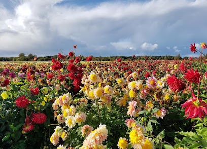 Fa. C.Th. Warmerdam en Zn., Bloemist in Noordwijkerhout