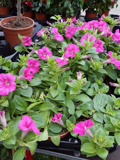 Timmermans Bloemen En Planten F L J, Bloemist in Merkelbeek