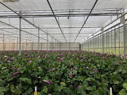 Hubers-Vermasen, Bloemist in Gendt