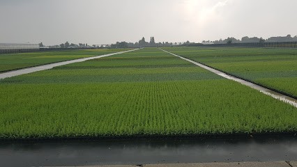 Lint Boomkwekerij Leon van, Bloemist in Boskoop