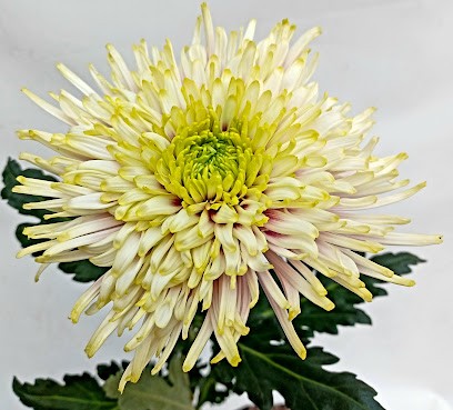 Fa. Kwekerij Epancratius, Bloemist in Poeldijk