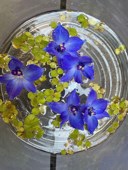 Mimosa Bloemen, Bloemist in Gorinchem