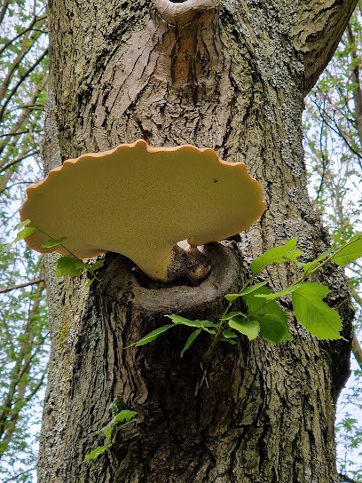 Bloemen & Planten Jacqueline, Bloemist in Den Haag