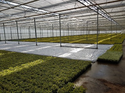 Handelskwekerij Coen Dekkers, Bloemist in Sint-Oedenrode