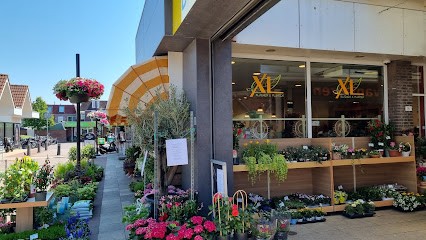 XL Bloemen & Planten, Bloemist in Lisse