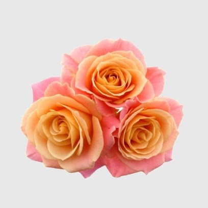 Besteljerozen.nl, Bloemist in Almere