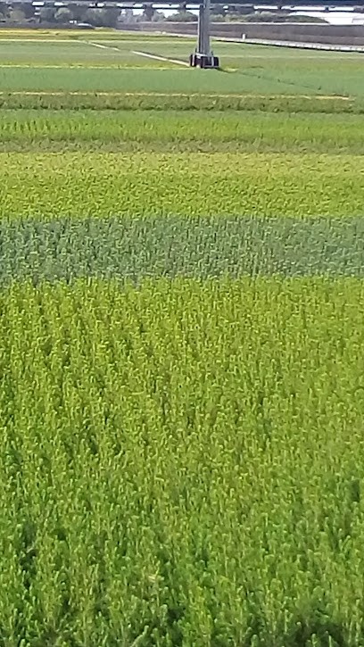 V.O.F. Anton Buitenhuis, Bloemist in Boskoop