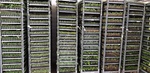 Alkemade BV Gebr Th en W, Bloemist in Lisse