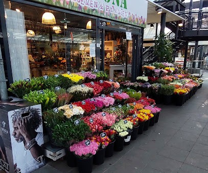Corona bloemen & planten, Bloemist in Schiedam