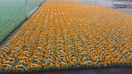 Bloemkwekerij Wim B.V., Bloemist in Zutphen