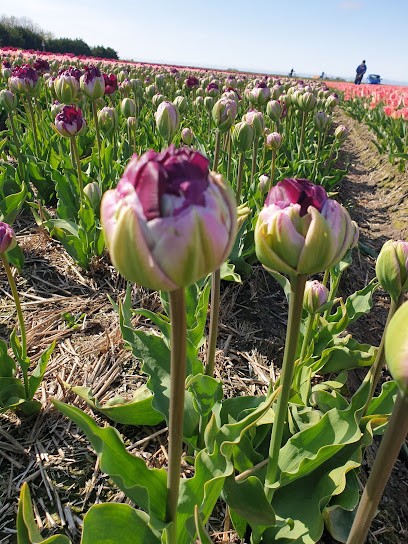 Noordbol Bloembollen, Bloemist in Oosterend