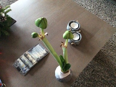 Amaryllis Kwekerij de 4 Musketiers, Bloemist in Huissen