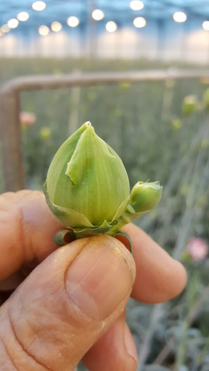Anjerkwekerij Nieuwland VOF, Bloemist in Hook of Holland