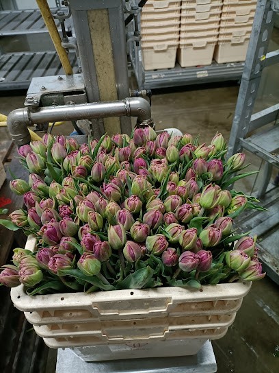 De Ridder bloemen- en bloembollenkwekerij, Bloemist in Noordwijkerhout