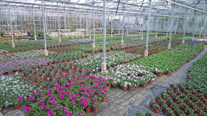 van Hoeve Sierteelt, Bloemist in Groede