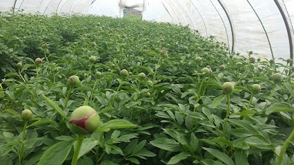 Moorrees Kwekerijen, Bloemist in Venray