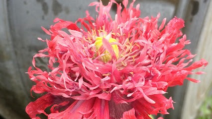 Ben Uitvaartbloemist, Bloemist in Gouda