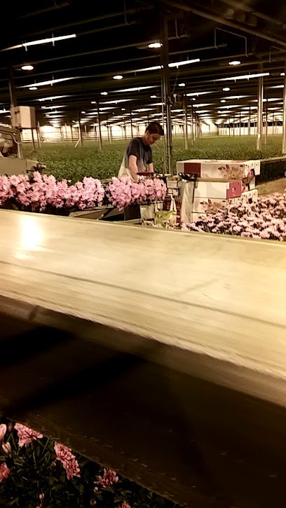 KZ Flowers B.V., Bloemist in Naaldwijk